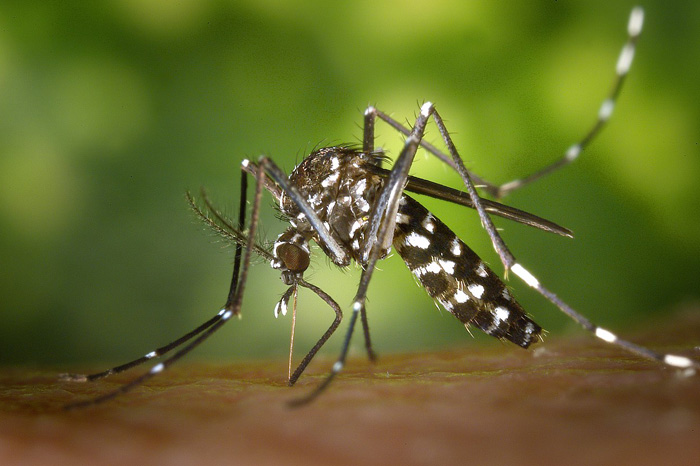 Aedes
